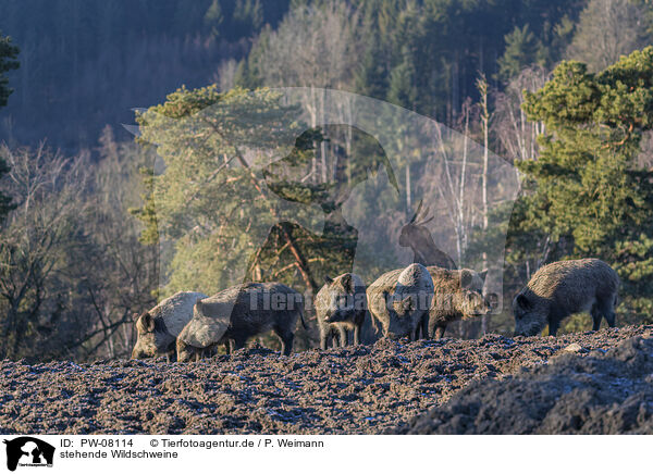stehende Wildschweine / standing Wild Boars / PW-08114