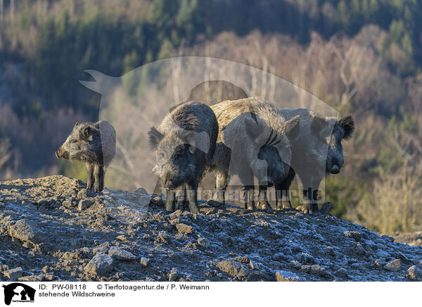 stehende Wildschweine / standing Wild Boars / PW-08118