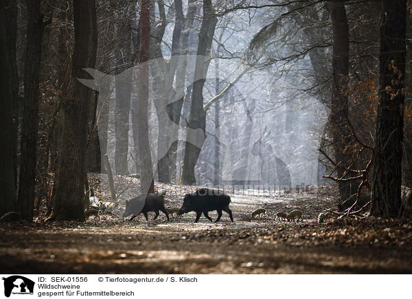 Wildschweine / Wild Boars / SEK-01556