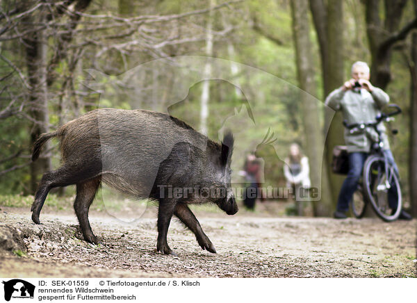 rennendes Wildschwein / running Wild Boar / SEK-01559