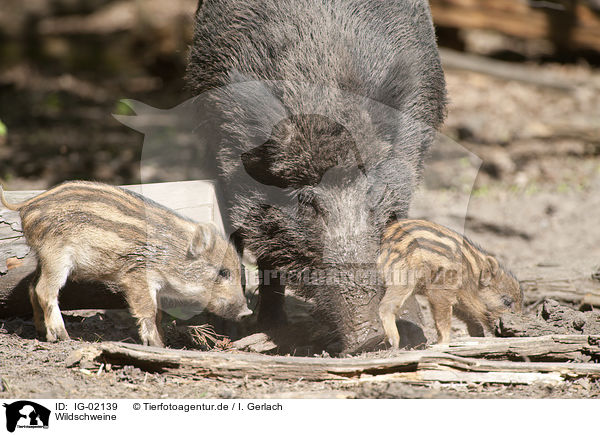 Wildschweine / Wild Boars / IG-02139