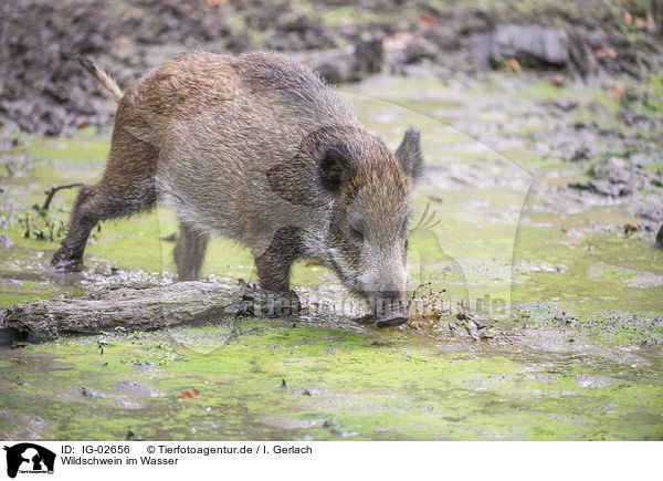 Wildschwein im Wasser / Wild Boar in the water / IG-02656