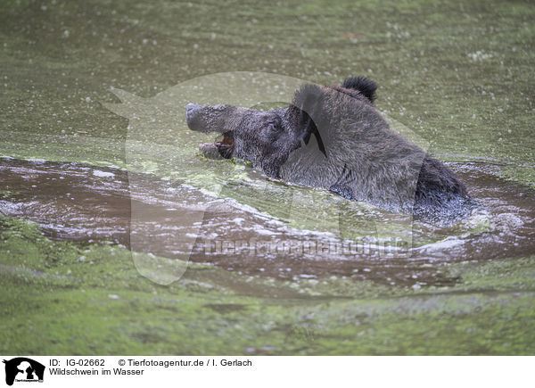 Wildschwein im Wasser / Wild Boar in the water / IG-02662