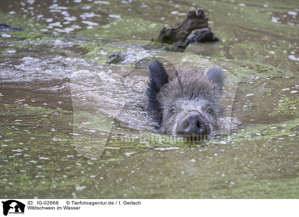 Wildschwein im Wasser / Wild Boar in the water / IG-02668