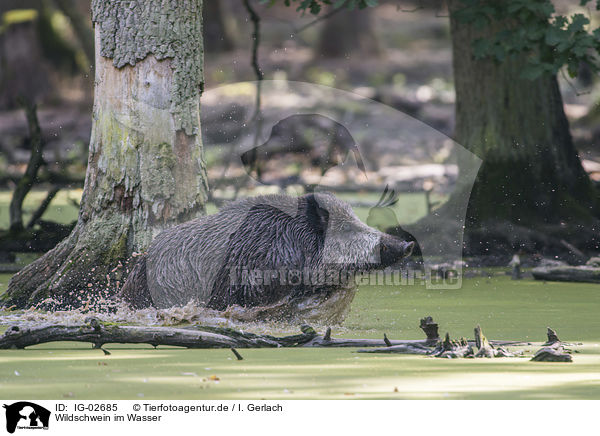 Wildschwein im Wasser / Wild Boar in the water / IG-02685