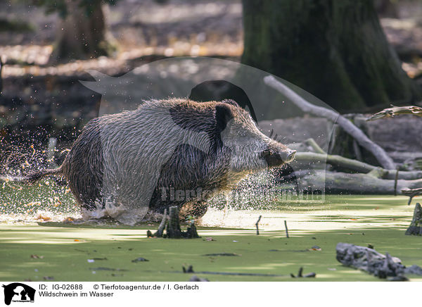 Wildschwein im Wasser / Wild Boar in the water / IG-02688