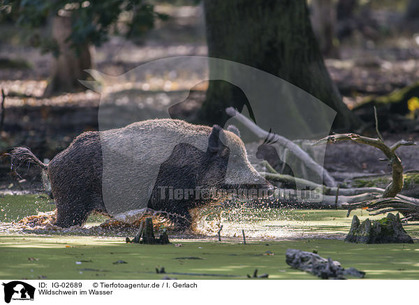 Wildschwein im Wasser / Wild Boar in the water / IG-02689