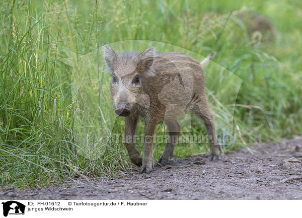 junges Wildschwein / young Wild Boar / FH-01612