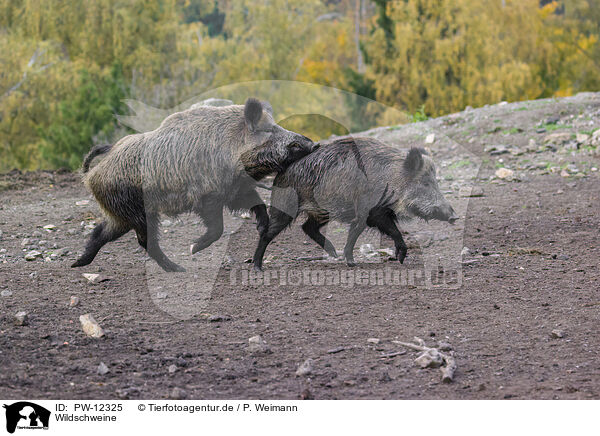 Wildschweine / wildboars / PW-12325