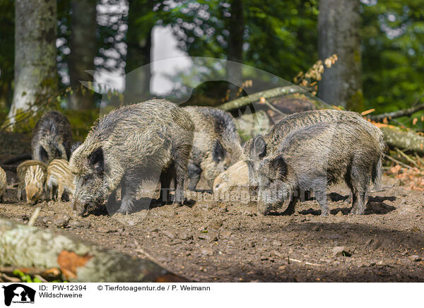 Wildschweine / wildboars / PW-12394