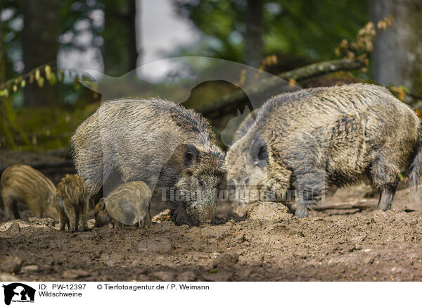 Wildschweine / wildboars / PW-12397