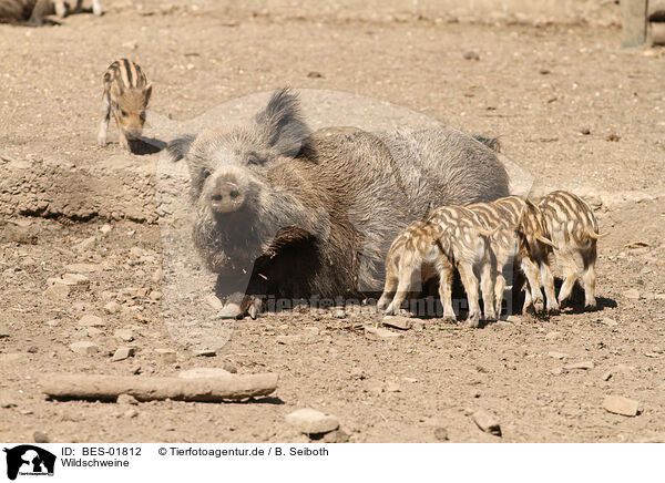 Wildschweine / wild boars / BES-01812