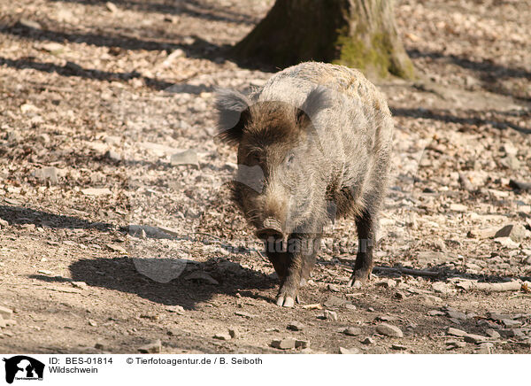 Wildschwein / wild boar / BES-01814
