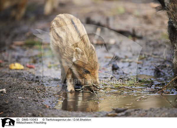 Wildschwein Frischling / wildboar shoat / DMS-10063
