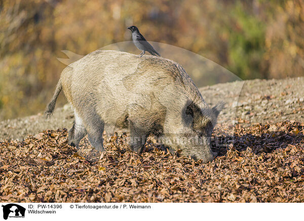 Wildschwein / PW-14396