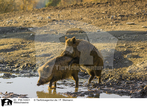Wildschweine / wild hogs / PW-14401
