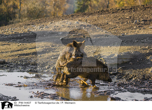 Wildschweine / wild hogs / PW-14407