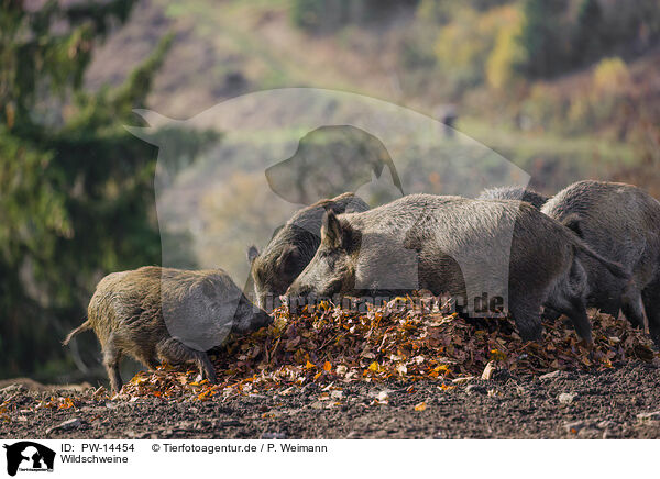 Wildschweine / wild hogs / PW-14454