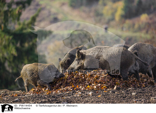 Wildschweine / PW-14454