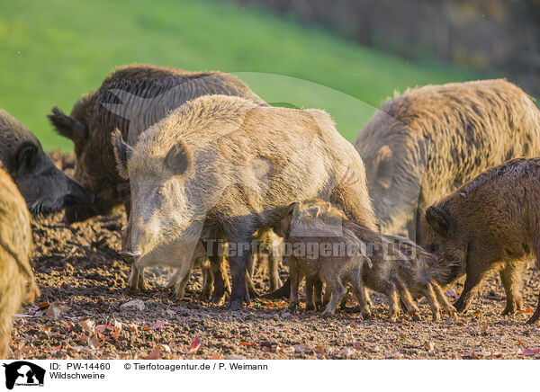 Wildschweine / wild hogs / PW-14460