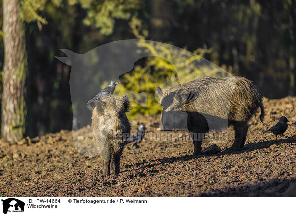 Wildschweine / PW-14664