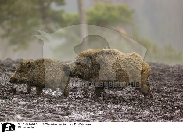 Wildschweine / PW-14896