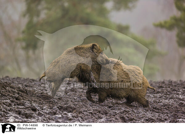 Wildschweine / wildboars / PW-14898