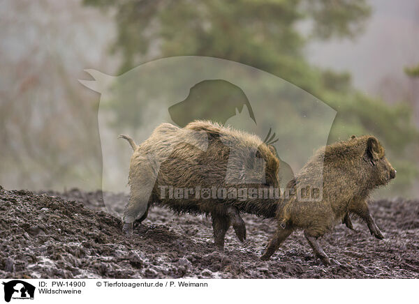 Wildschweine / wildboars / PW-14900