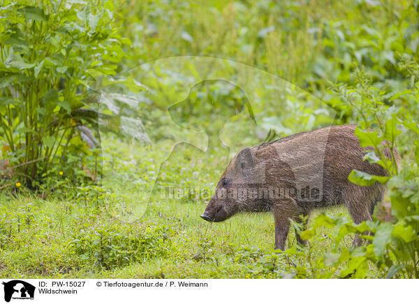 Wildschwein / wildboar / PW-15027