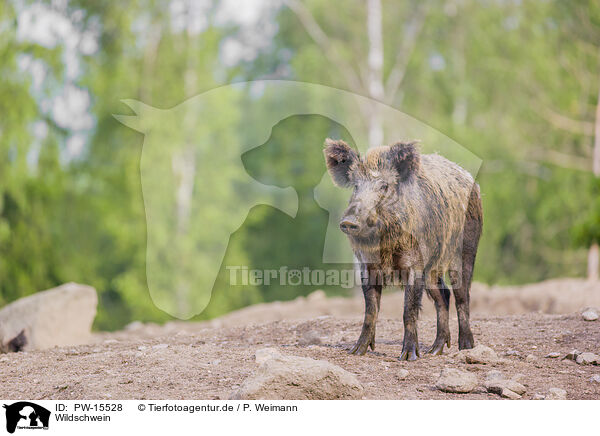 Wildschwein / PW-15528