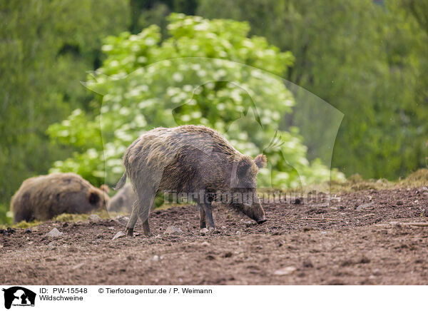 Wildschweine / PW-15548