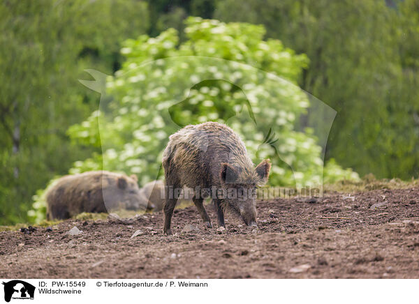 Wildschweine / wildboars / PW-15549