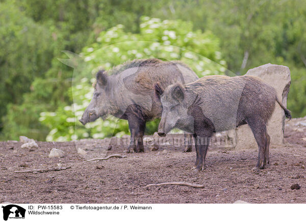 Wildschweine / wildboars / PW-15583