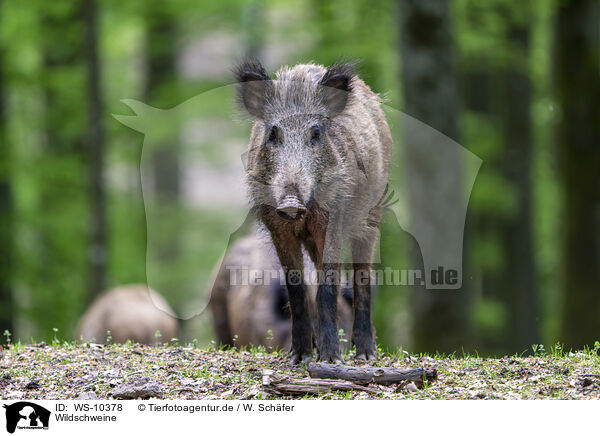 Wildschweine / wildboars / WS-10378
