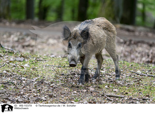 Wildschwein / wild boar / WS-10379