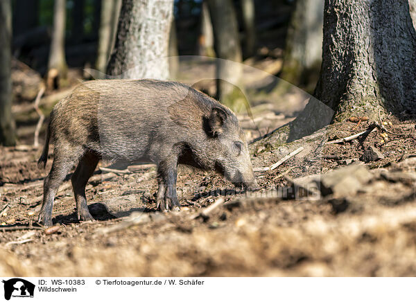 Wildschwein / wild boar / WS-10383