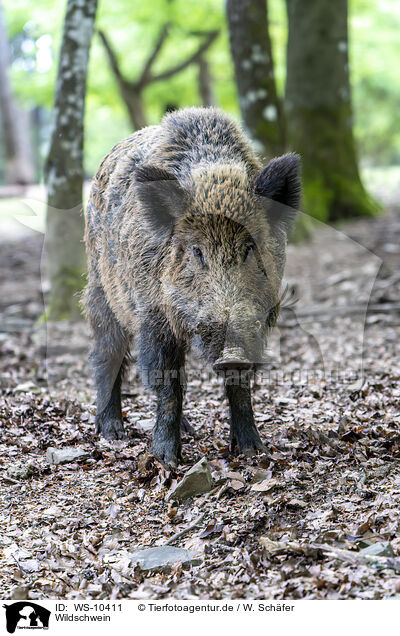 Wildschwein / WS-10411