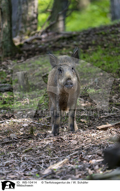 Wildschwein / WS-10414