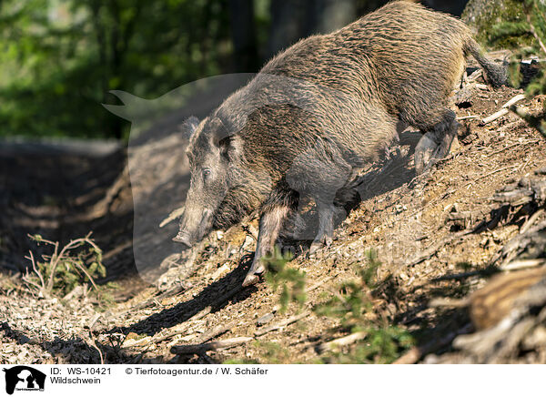 Wildschwein / wild boar / WS-10421
