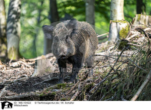 Wildschwein / wild boar / WS-10422