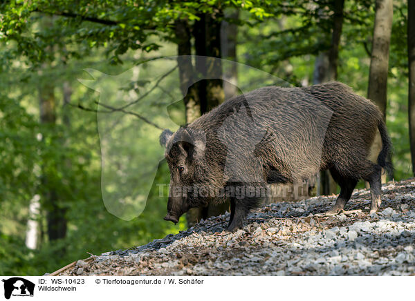 Wildschwein / wild boar / WS-10423