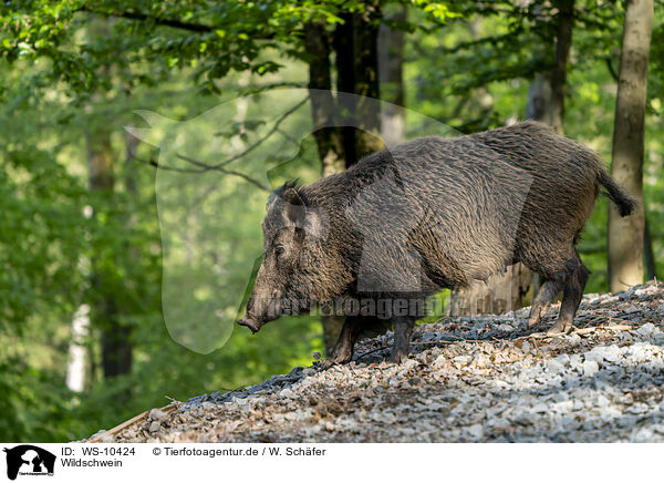 Wildschwein / wild boar / WS-10424