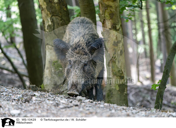 Wildschwein / wild boar / WS-10429