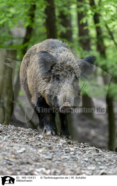 Wildschwein / wild boar / WS-10431