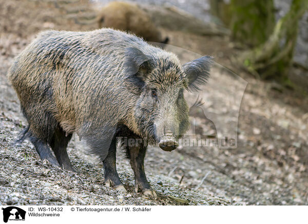 Wildschweine / wildboars / WS-10432