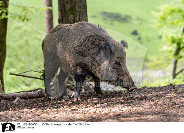 Wildschwein / Wild Boar / WS-10433