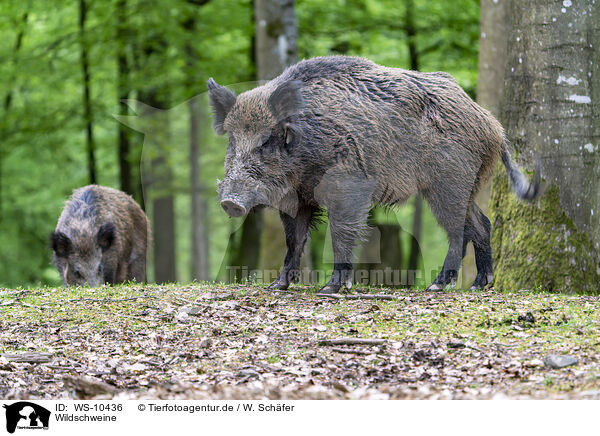 Wildschweine / wildboars / WS-10436
