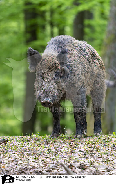 Wildschwein / Wild Boar / WS-10437