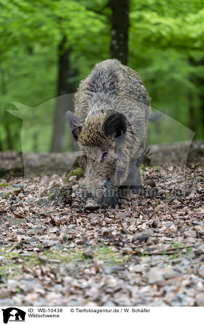 Wildschweine / Wild Boar / WS-10438