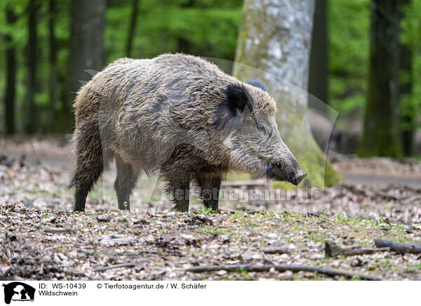 Wildschwein / Wild Boar / WS-10439